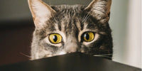 Chat gris aux yeux jaunes, la tête cachée derrière une table