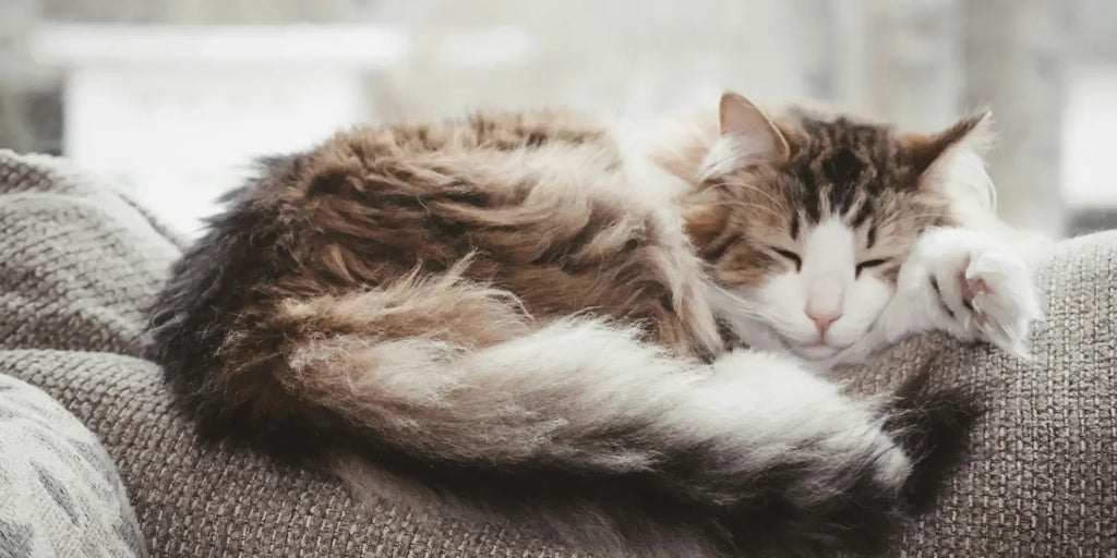 Perte de poils chez les chats : Causes et solutions pratiques
