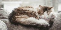 Chat à poil long allongé sur le canapé