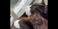 Chat plus âgé blotti contre un chaton