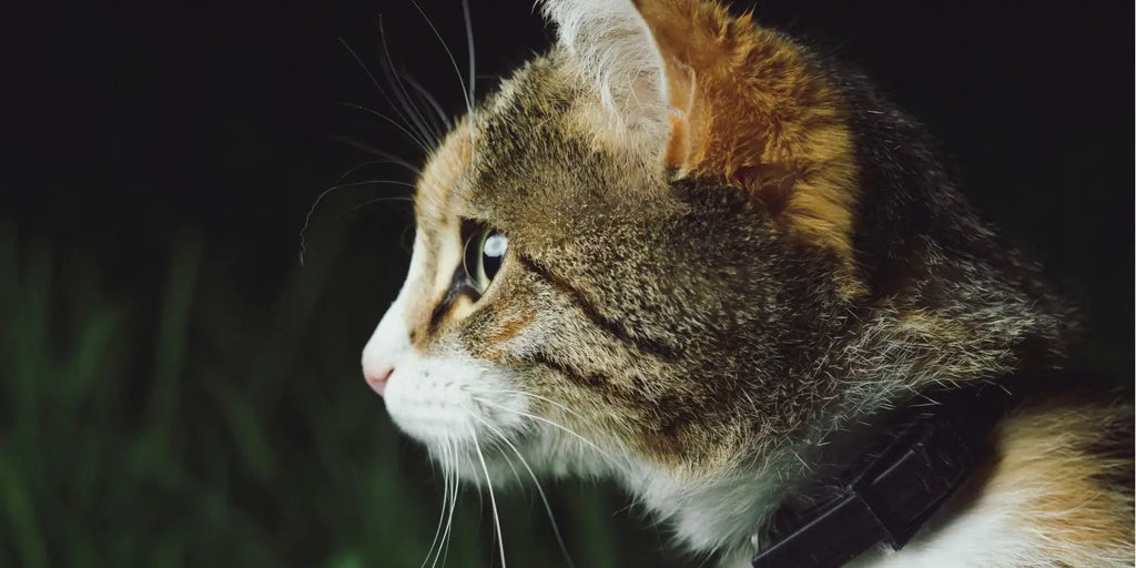 Puces chez le chat : détecter, traiter et prévenir