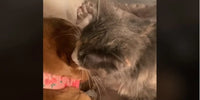 Chat qui réconforte un chien qui a peur en lui léchant le visage