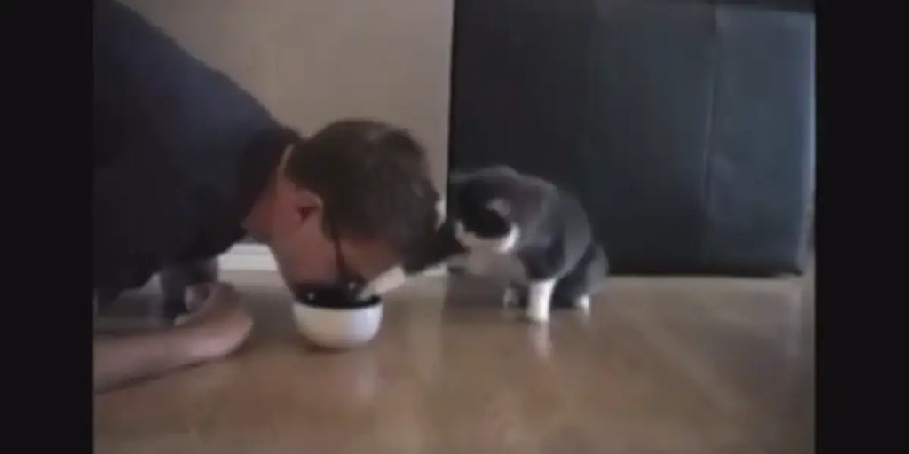 Vidéo - Un chat hilarant refuse de partager sa nourriture avec son maître !