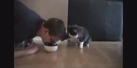 Le chat récupère sa gamelle avec sa patte quand son maître fait semblant de manger dedans