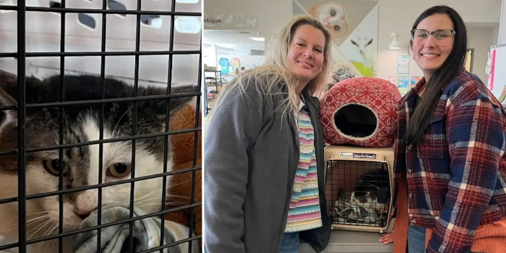 Chat retrouvé deux ans après sa disparition grâce à une adoption au refuge