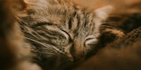 Chat tigré endormi en train de ronronner, capturant un moment de tranquillité et de bien-être félin