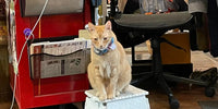 Chat roux Wallace assis sur un banc dans sa boutique