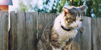 Les effets des saisons sur les chats