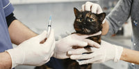 Chat examiné par un vétérinaire en urgence pour des signes d'alerte