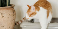 Chat sortant de son bac à litière