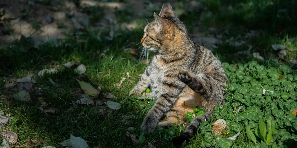Infections fongiques chez les chats : Guide complet pour la prévention, le diagnostic et le traitement