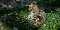 Chat souffrant d'une mycose cutanée