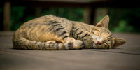 Chat tigré qui fait une sieste