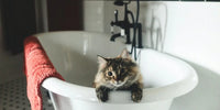 Chat dans une baignoire qui sort sa tête du bord