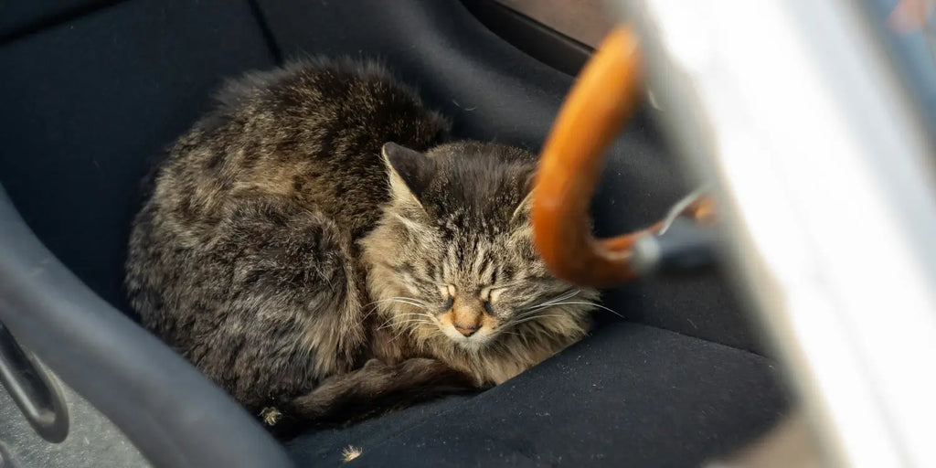 Transport de votre chat en voiture : Guide complet pour un voyage serein