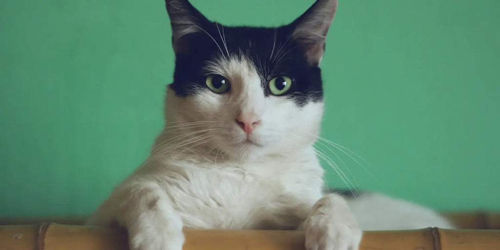 Vers chez le chat : Symptômes, prévention et traitement