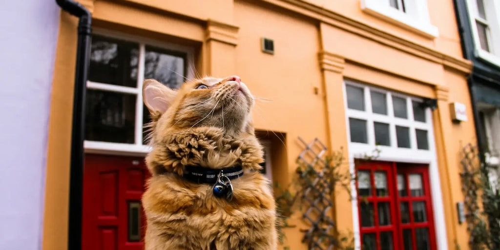 Un chat voleur à Londres : un méfait qui fait le buzz !