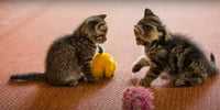 2 chatons mignons qui jouent avec une balle