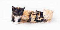 Photo de cinq chatons