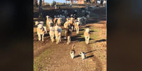 Des chats guident un troupeau de moutons