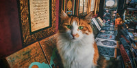 Les chats à travers l'histoire : Un voyage fascinant