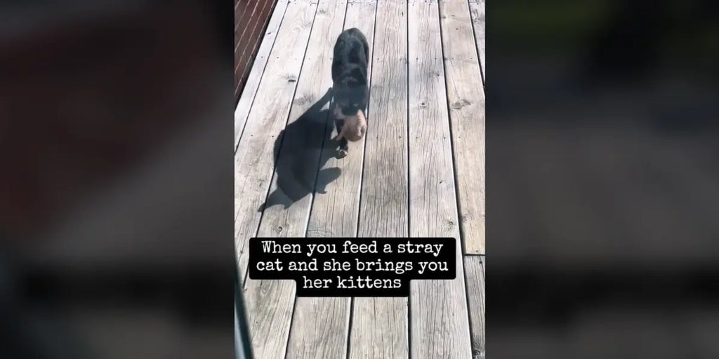 Un acte de gratitude féline : Une chatte errante remercie sa bienfaitrice