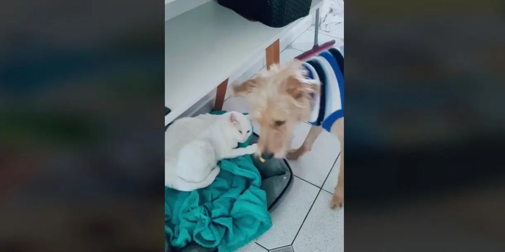 L'amitié rare entre un chien et un chat fondée sur le respect et le partage (vidéo)