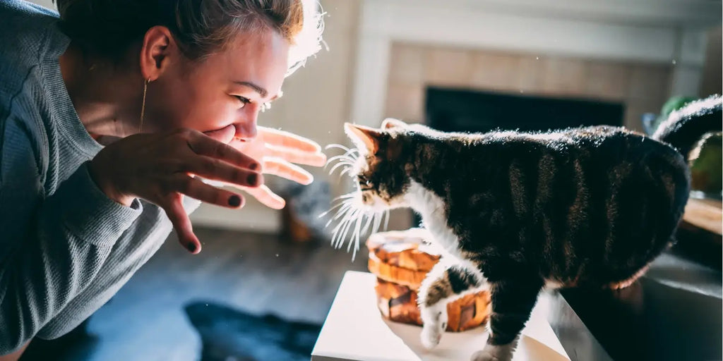 Adopter un chat : Guide complet pour un choix réussi et une cohabitation heureuse