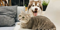 Chat et chien allongés côte à côte : Cohabitation harmonieuse
