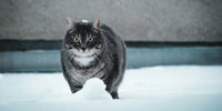 Chat gris en surpoids