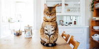 Comment aider votre chat à s'adapter à son nouveau foyer: Guide complet