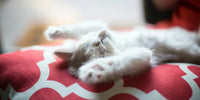 Chaton allongé sur le dos les pattes en l'air
