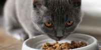 Chat gris qui mange ses croquettes
