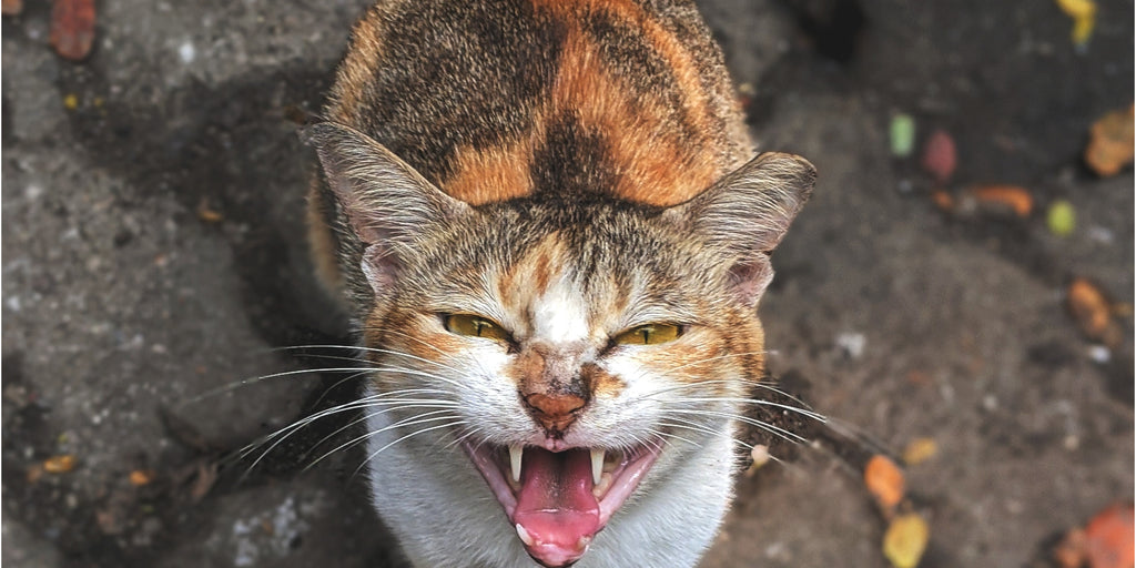 Comment calmer un chat agressif : Techniques efficaces et étapes à suivre