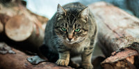Chat gris aux yeux verts entouré de bâtons de bois, pour faire ses besoins naturels