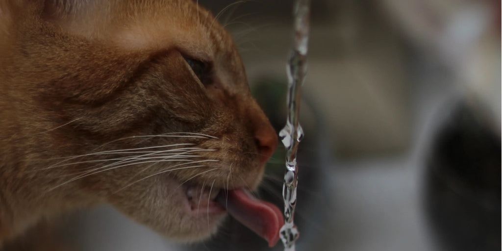 Comment choisir la meilleure fontaine à eau pour chat : Guide complet