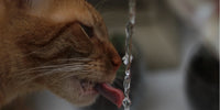 Chat brun qui boit de l'eau coulante