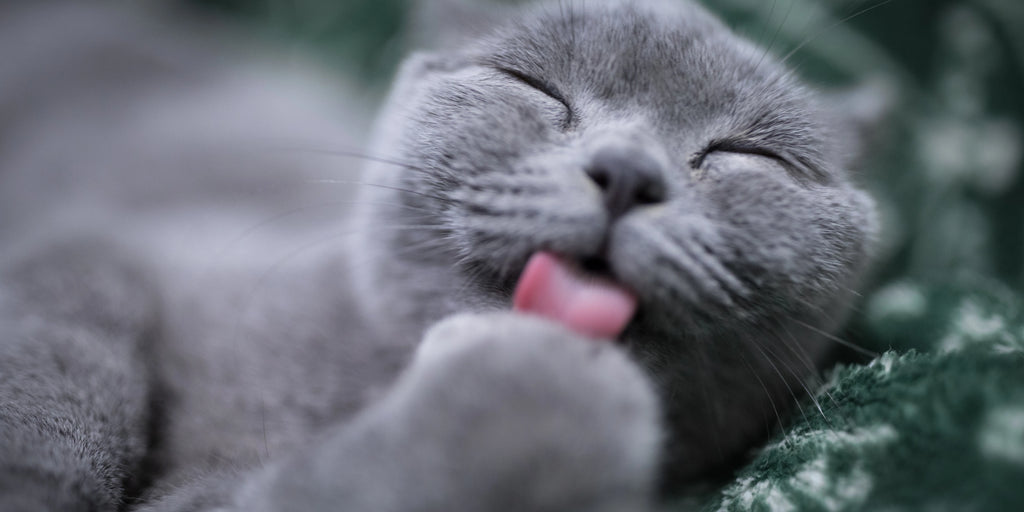 Comment éduquer votre chat à utiliser la litière ?