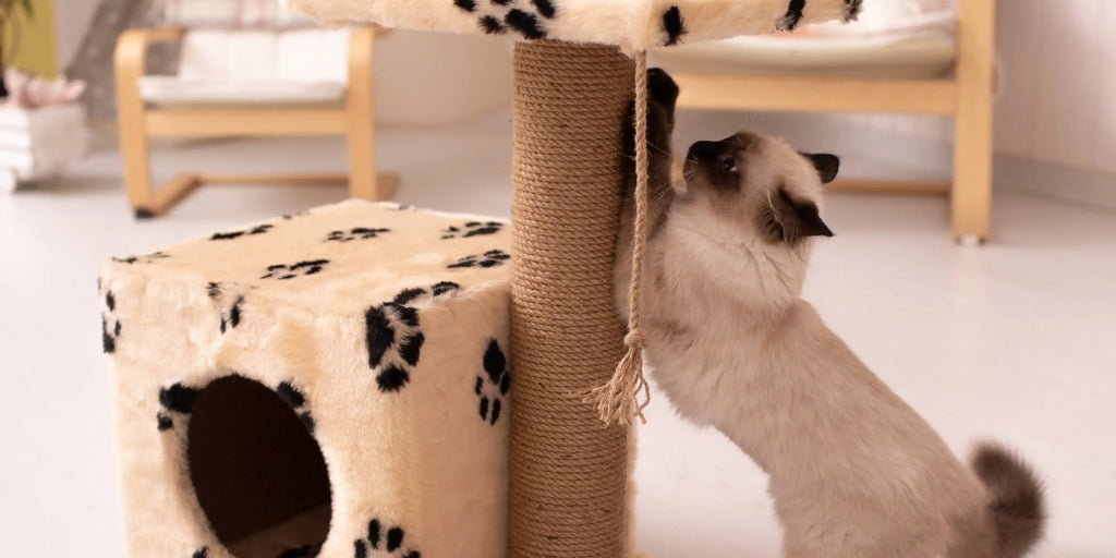 Comment empêcher votre chat de griffer vos meubles : 10 conseils efficaces