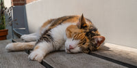 Comment prendre soin de son chat en été : conseils et précautions