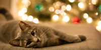 Chat allongé, en arrière plan des décorations de Noël