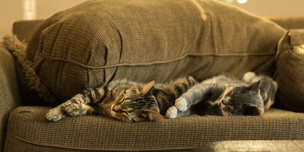 Comment prévenir et gérer la perte de poils chez les chats en été