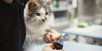 Chat blanc qui se fait couper les ongles par sa maîtresse