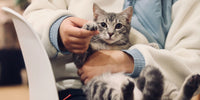 Chat gris et blanc allongé sur le dos dans les bras de son vétérinaire