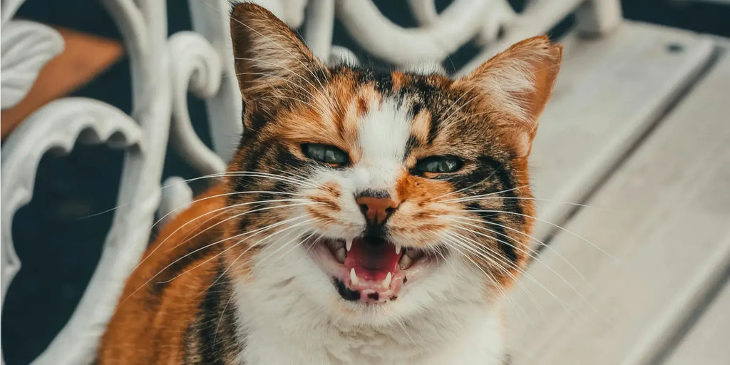 Comportement destructeur chez le chat : Comprendre et agir pour l'harmonie