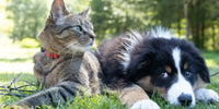 Chat et chien allongés côte à côte
