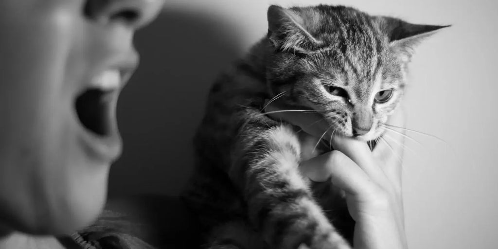 Pourquoi mon chat me mord-il ? Comprendre et prévenir les morsures de chat
