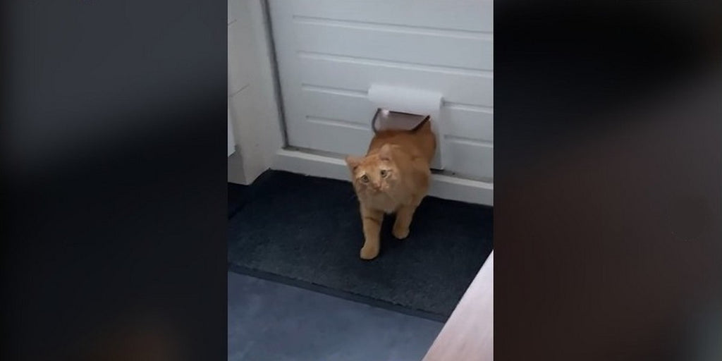 Confusion de domicile - VIDÉO hilarante d'un chat qui se trompe de maison