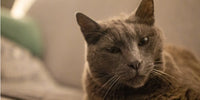 Chat âgé marron