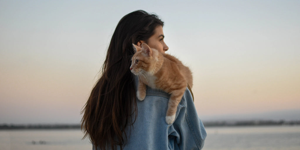 Dressage de chat : Conseils pratiques pour éduquer votre félin avec bienveillance